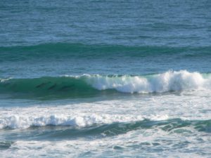 Dolphins in Wilderness Ocean